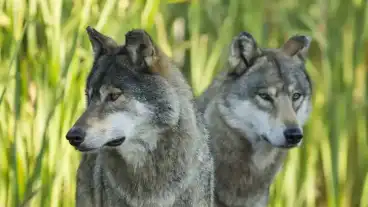 Hortobagyi Vadaspark 3