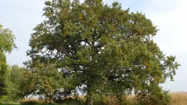 Jobahaza Jobba Tolgy