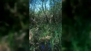 Kallosemjen Mohos To