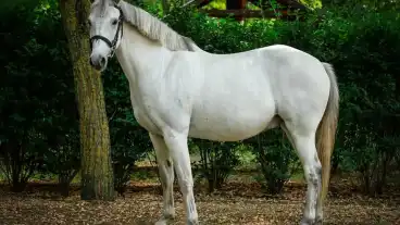 Kecskemet Nyiri Lovasklub 1