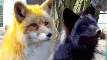 Kecskemet Vadaskert 3