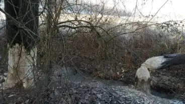 Kercaszomor Furge Csele Tanosveny