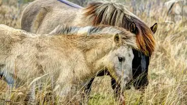 Kerecseny Reti Tanya