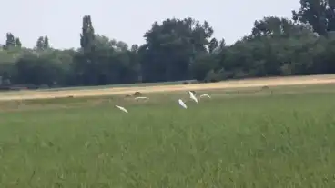 Kerekegyhaza Kondor To