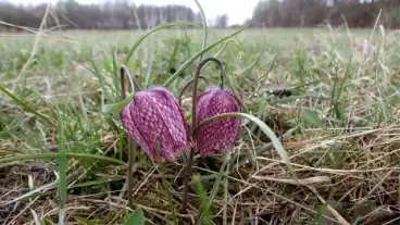 Kirandulastervezo Barcs Ude Retek Tanosveny