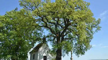 Kirandulastervezo Bataszek Molyhos Tolgy