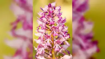 Kirandulastervezo Bogyiszlo Orchideas Erdo