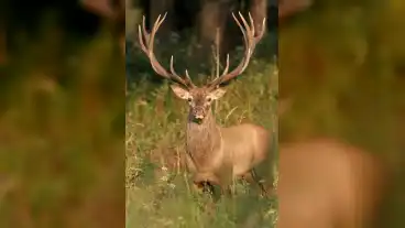 Kirandulastervezo Boszenfa Szarvasfarm 1