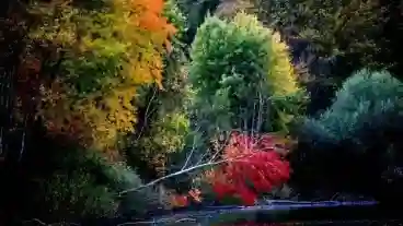 Kirandulastervezo Csurgonagymarton Agneslaki Arboretum