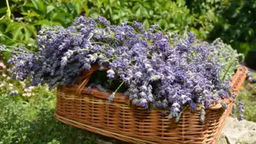 Kirandulastervezo Demjen Levendula Park 1