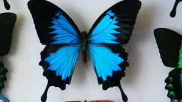 Kirandulastervezo Dravaszabolcs Rovartani Kiallitas 1