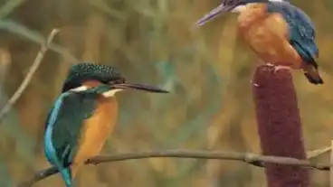 Kirandulastervezo Edeleny Jegmadar Tanosveny