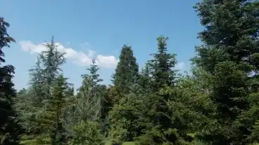 Kirandulastervezo Erdotarcsa Mesterhazy Fenyogyujtemeny