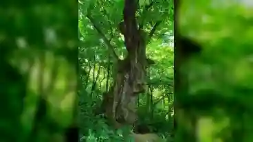 Kirandulastervezo Felsomocsolad 400 Eves Harsfa