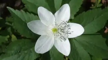 Kirandulastervezo Gyekenyes Vasut Oldali Utvonal