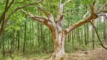 Kirandulastervezo Hercegkut Trauston Tanosveny