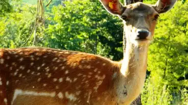 Kirandulastervezo Iharos Vadfarm 1