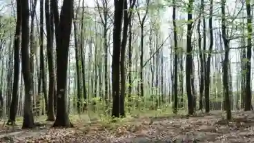 Kirandulastervezo Kaposvar Fekete Harkaly Tanosveny