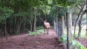 Kirandulastervezo Kaszo Vadaspark 1