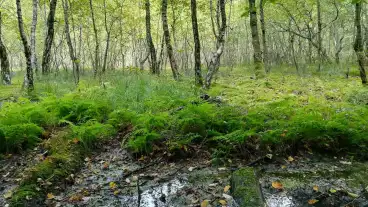 Kirandulastervezo Kelemer Mohos Tavak