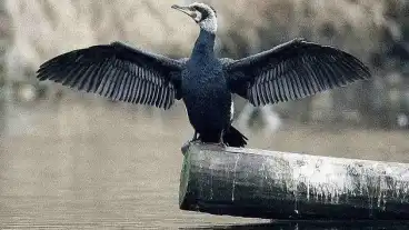 Kirandulastervezo Matty Kormoranos Erdo Tanosveny