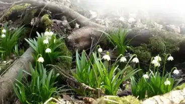 Kirandulastervezo Nagybajom Tozike Tanosveny
