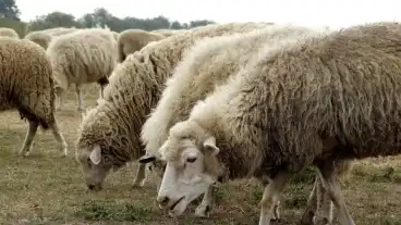 Kirandulastervezo Nagydorog Cikta Tanosveny