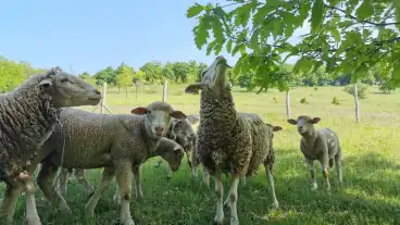 Kirandulastervezo Ozd Nagyvolgyi Allatsimogato Tanya 2