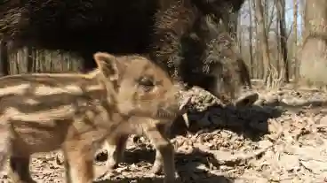 Kirandulastervezo Porboly Vadmegfigyelo 01