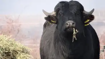 Kirandulastervezo Szurdokpuspoki Matrai Bivalyfarm 1