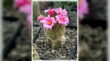 Kirandulastervezo Varong Kaktusz Gyujtemeny