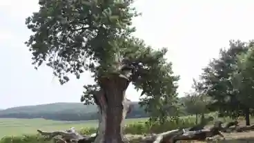 Kirandulastervezo Ziliz Ezereves Tolgy