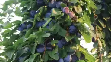 Kisar Dzsungelgyumolcsos