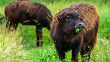 Kiskunhalas Csetenyi Elmenypark 1