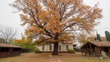 Kistelek Helytorteneti Gyujtemeny