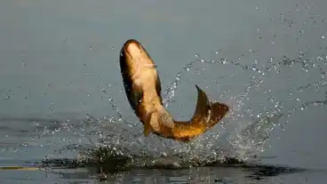 Kisujszallas Teglagyari To