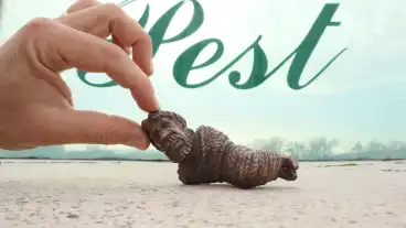 Kolodko Chuck Norris 1