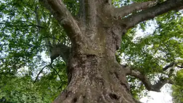 Kormend Kastelypark 1