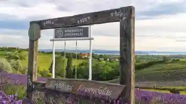 Koroshegyi Levendulas 1