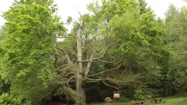 Koszeg Oreg Bukk Tanosveny