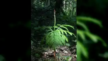 Kunfeherto Holdrutas Erdo