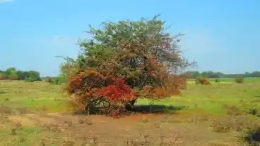 Ladanybene Madarasi To