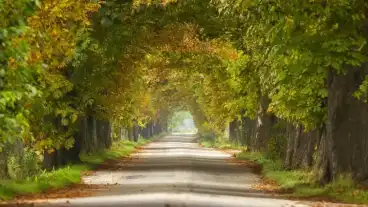 Lipot Gesztenyefasor