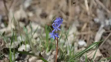 Magyarcsanad Bokenyi Tanosveny 1