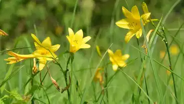 Magyarszombatfa Sargaliliom Tanosveny 01