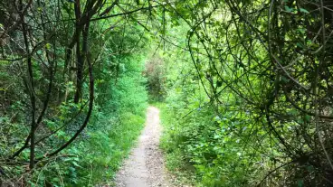 Mariagyud Csodabogyo Tanosveny 03