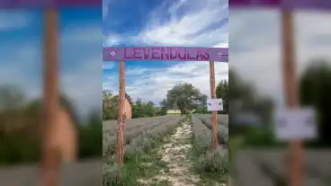 Marokfold Levendulas