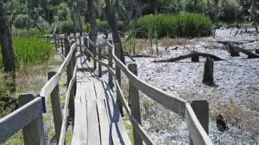 Martely Tisza Tanosveny 1