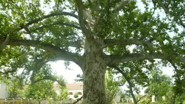 Mezohegyes Osplatan 1