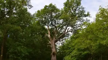 Mikepercs Ezereves Tolgy